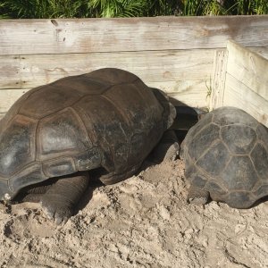 Aldabra Breeders