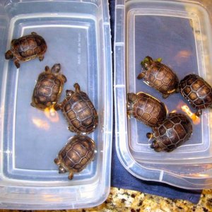 Aldabra Breeders