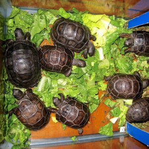 Aldabra Breeders