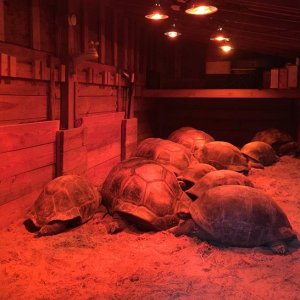Aldabra Breeders