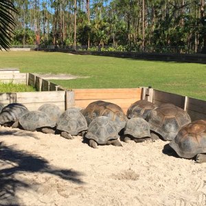 Aldabra Breeders