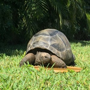 Aldabra Breeders