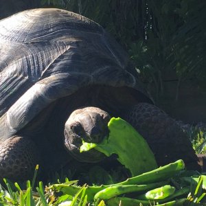 Aldabra Breeders