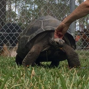Aldabra Breeders