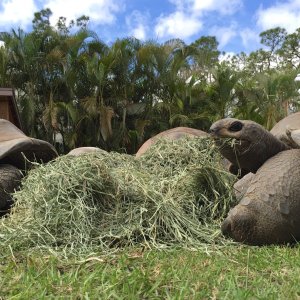 Aldabra Breeders