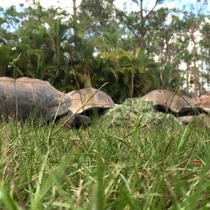 Aldabra Breeders