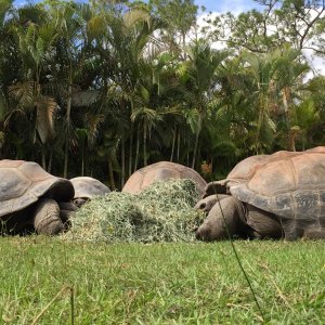 Aldabra Breeders