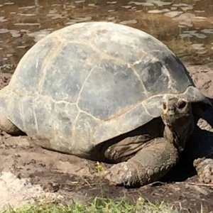 Aldabra Breeders