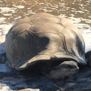 Aldabra Breeders
