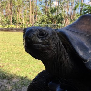 Aldabra Breeders