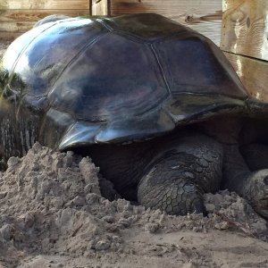 Aldabra Breeders