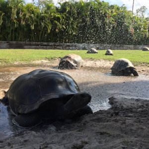 Aldabra Breeders