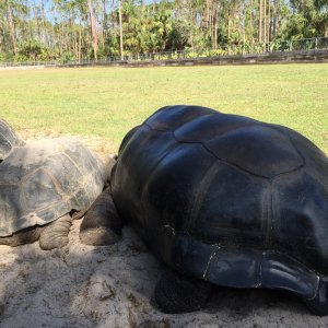 Aldabra Breeders