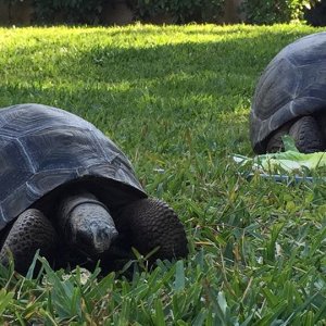 Aldabra Breeders
