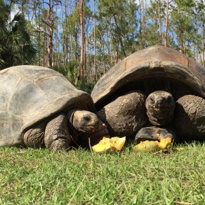 Aldabra Breeders