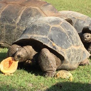 Aldabra Breeders