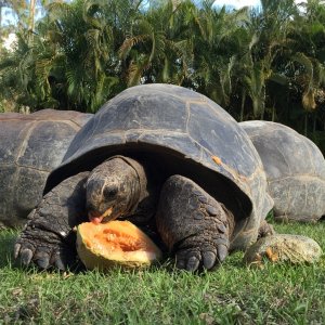 Aldabra Breeders