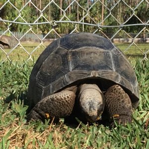 Aldabra Breeders