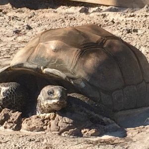 Aldabra Breeders