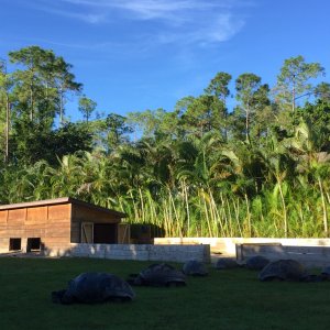 Aldabra Breeders