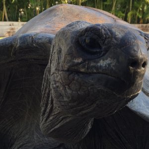 Aldabra Breeders