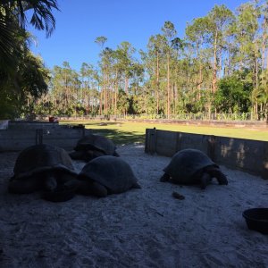Aldabra Breeders