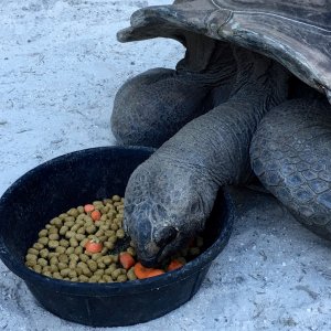 Aldabra Breeders