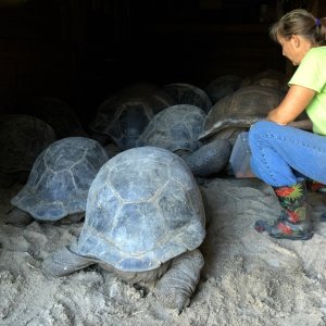 Aldabra Breeders