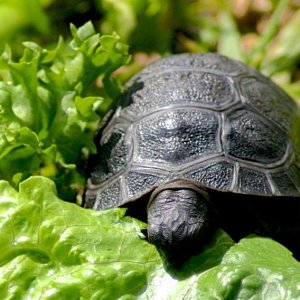 Aldabra Breeders
