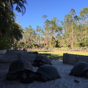 Aldabra Breeders