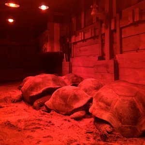 Aldabra Breeders