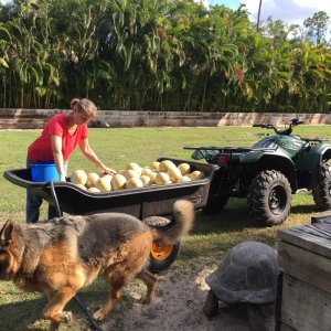 Aldabra Breeders