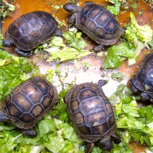 Aldabra Breeders