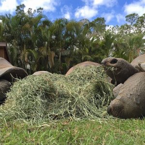 Aldabra Breeders