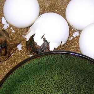 Aldabra Breeders
