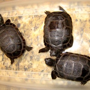 Aldabra Breeders