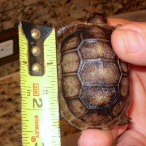 Aldabra Breeders