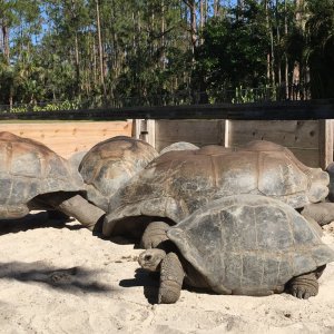 Aldabra Breeders