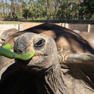 Aldabra Breeders