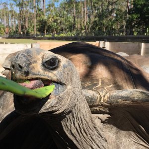 Aldabra Breeders