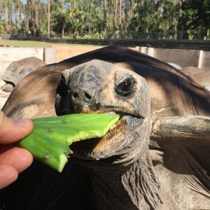 Aldabra Breeders
