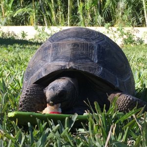 Aldabra Breeders