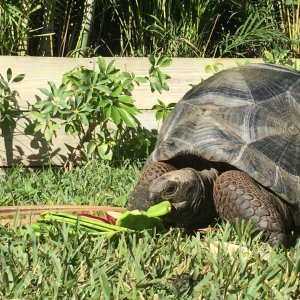 Aldabra Breeders