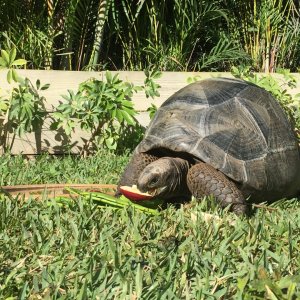 Aldabra Breeders