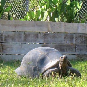 Aldabra Breeders