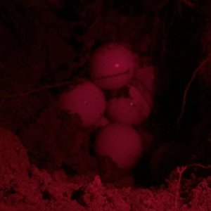 Aldabra Breeders