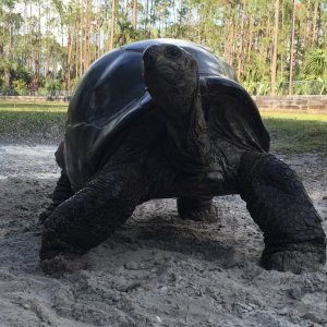 Aldabra Breeders