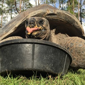 Aldabra Breeders