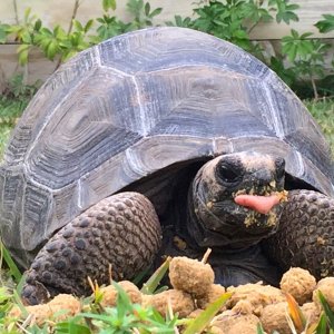 Aldabra Breeders