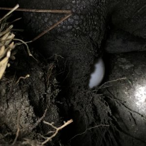 Aldabra Breeders